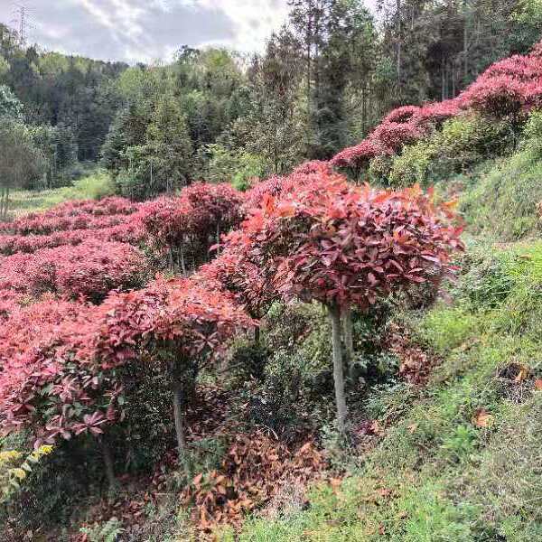 高杆红叶石楠  红叶石楠  高杆 红叶石楠，石楠球