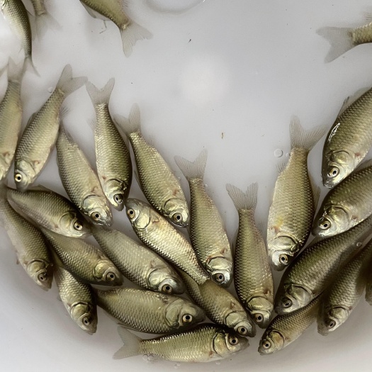 清远湘云鲫鱼苗工程鲫鱼苗快大鲫 湘鲫鱼苗抵抗力强生长快速