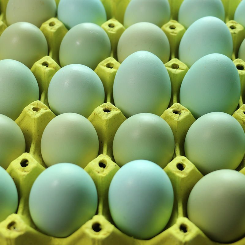 商丘420枚绿壳鸡蛋/绿壳乌鸡蛋/绿壳蛋土鸡蛋/绿壳蛋/乌鸡蛋/