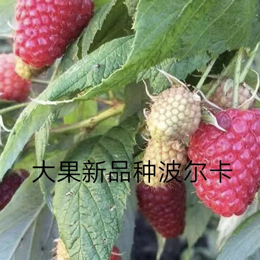 南北大果红树莓苗波尔卡四季双季红树莓果树苗抗寒大地庭院盆栽
