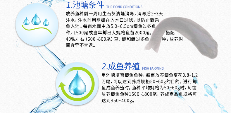 中科3号鲫鱼苗 大种鲫鱼苗 抗孢子虫 苗场直销