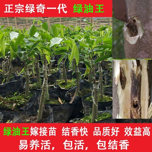 茂名奇楠沉香树  正宗绿油王名贵品种