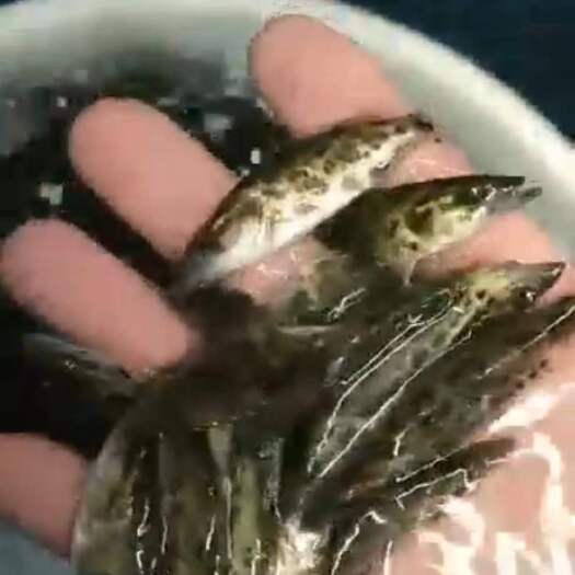 鹤山市斑鳜鱼苗纯种斑桂鱼苗虎纹斑桂杂交斑鳜鱼