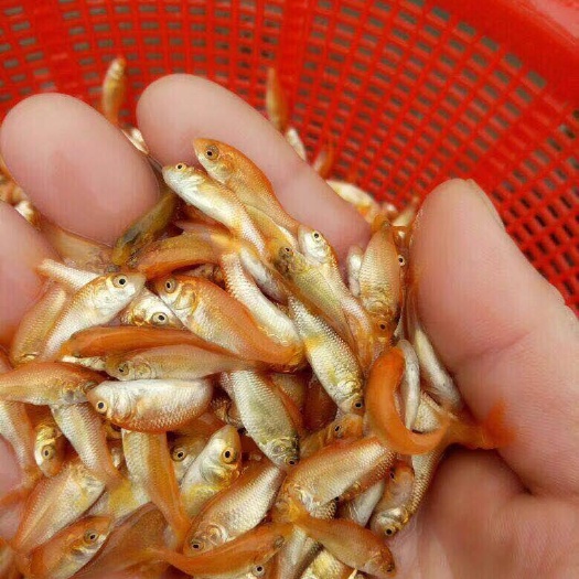 清远兴国红鲤鱼苗金丝鲤鱼苗黄金鲤鱼苗色泽好红鲤鱼鲤鱼水花