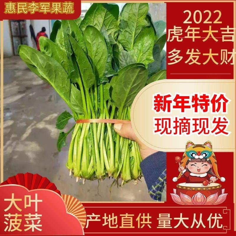 大叶菠菜主产区，规格齐全，冷棚菠菜苗基地！