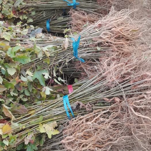 枫香树  一年生枫香小苗，枫香芽苗大量供应，1-3公分枫香大
