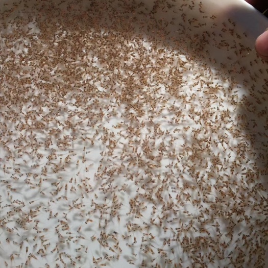 清远草鱼水花大头白鲢水花麦鲮水花鲫鱼水花鲈鱼水花饵料鱼锦鲤水花