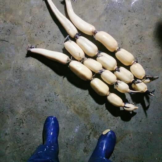 高县鄂莲5号藕种 莲藕苗，新三五苗