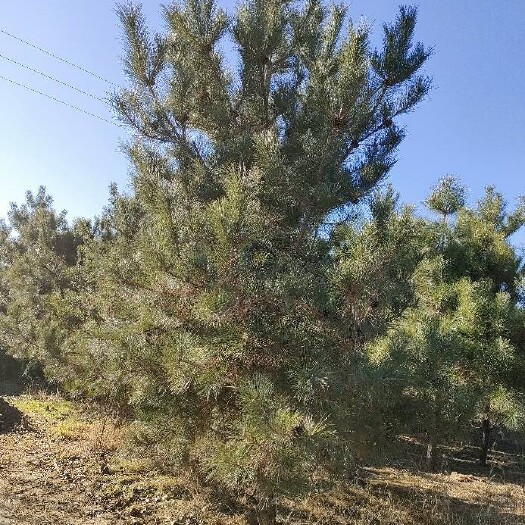 宁县油松 绿化苗木，大量出售，上货速度快，质量保证，欢迎来电咨询！