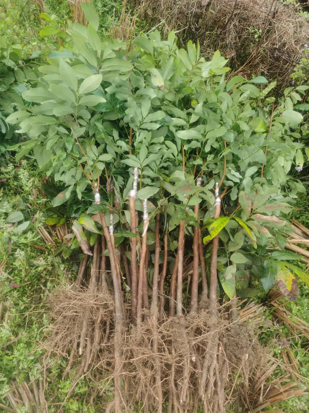 石峡龙眼苗  石硖龙眼苗，嫁接苗，果子脆甜
