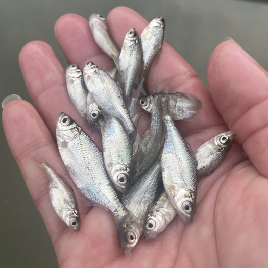 包邮鳊鱼苗武昌鱼苗三角鲂鱼苗广东鲂鱼苗自产自销