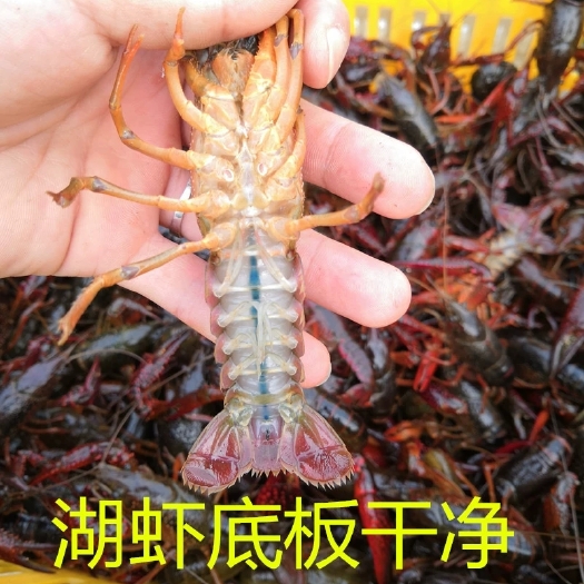 洪湖市小龙虾 小青中青大青鲜活 规格齐全 大量供应 湖北洪湖市