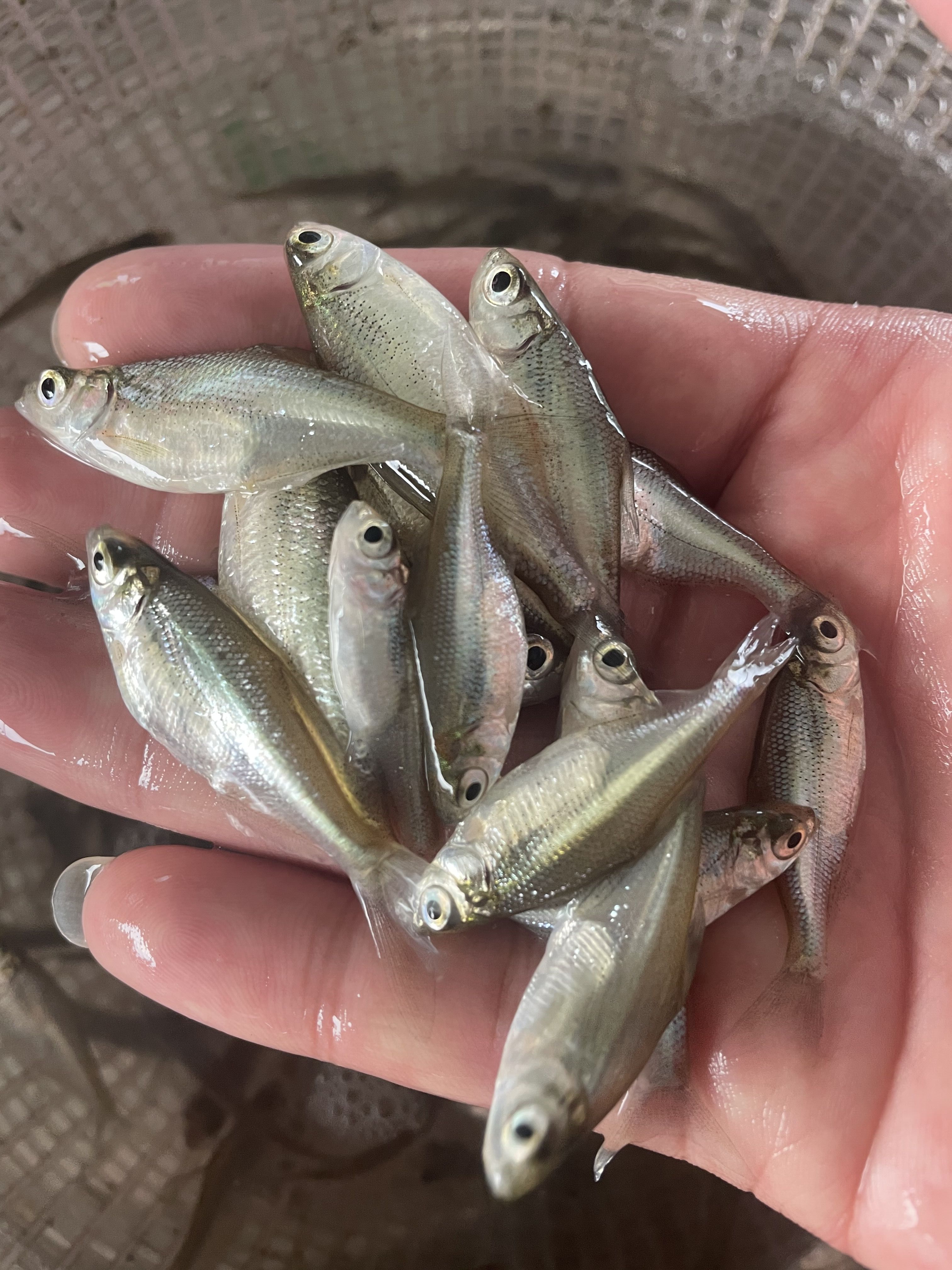 包邮鳊鱼苗武昌鱼苗三角鲂鱼苗广东鲂鱼苗自产自销