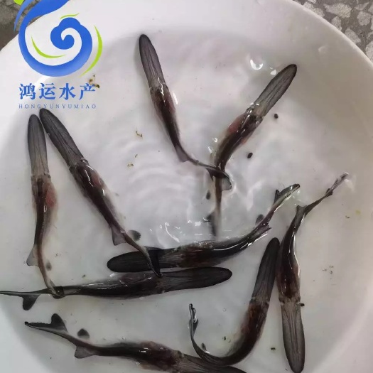 东莞市 良种鸭嘴鱼苗 鸭嘴鲟鱼苗 渔场直销