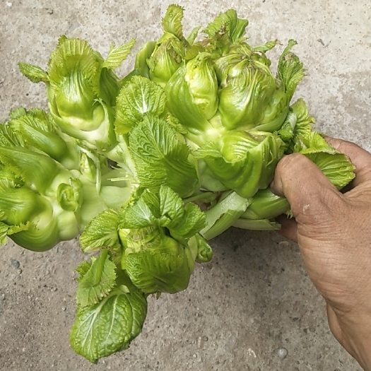 大邑县 儿菜