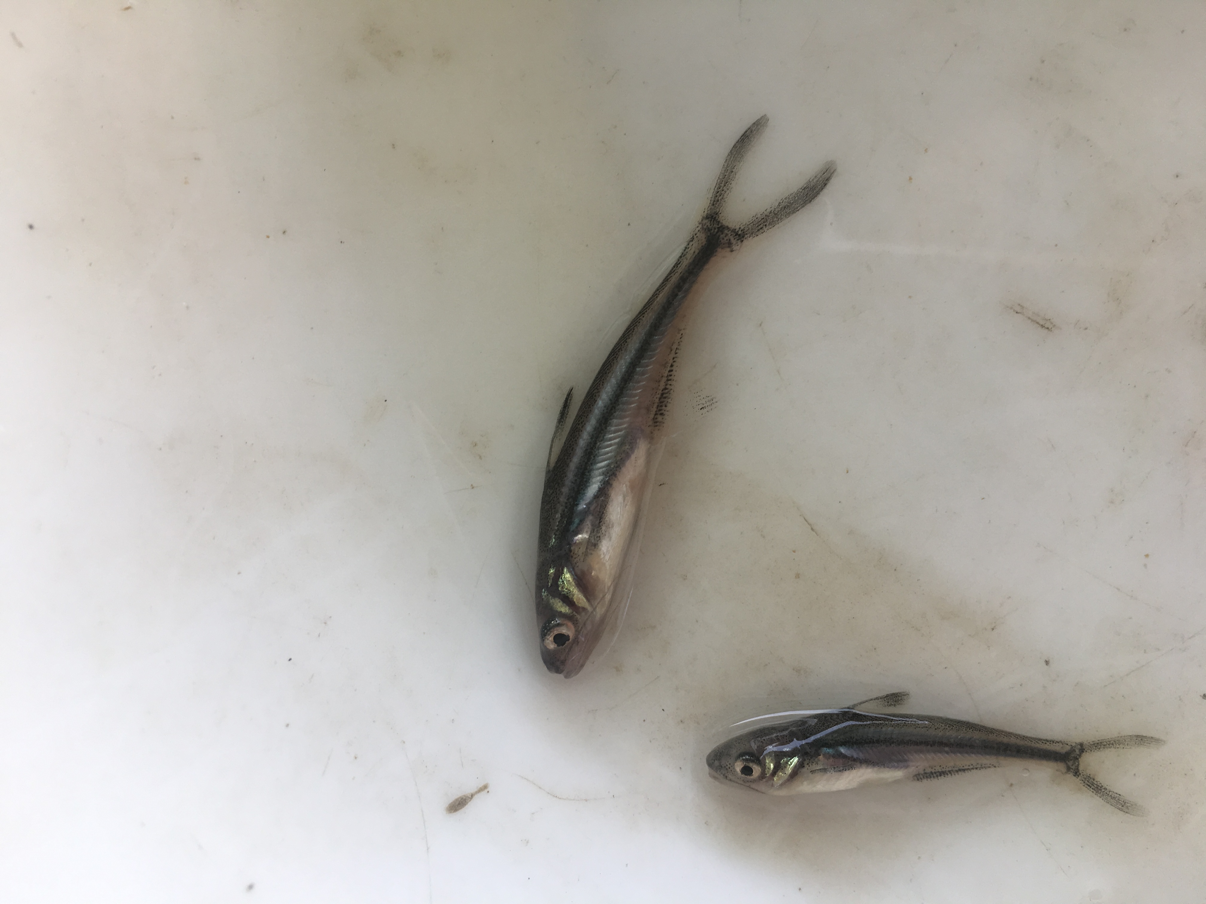 巴沙鱼苗淡水沙鱼苗生长快抵抗力强养殖密度高 渔场直供 巴沙鱼苗淡水沙鱼苗生长快抵抗力强养殖密度高 渔场直供