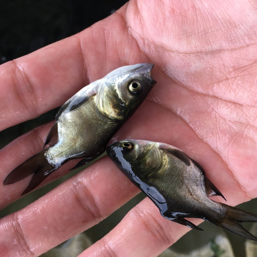 缩骨大头鱼苗/缩骨花鲢鱼苗缩骨鳙鱼苗仙骨鱼苗