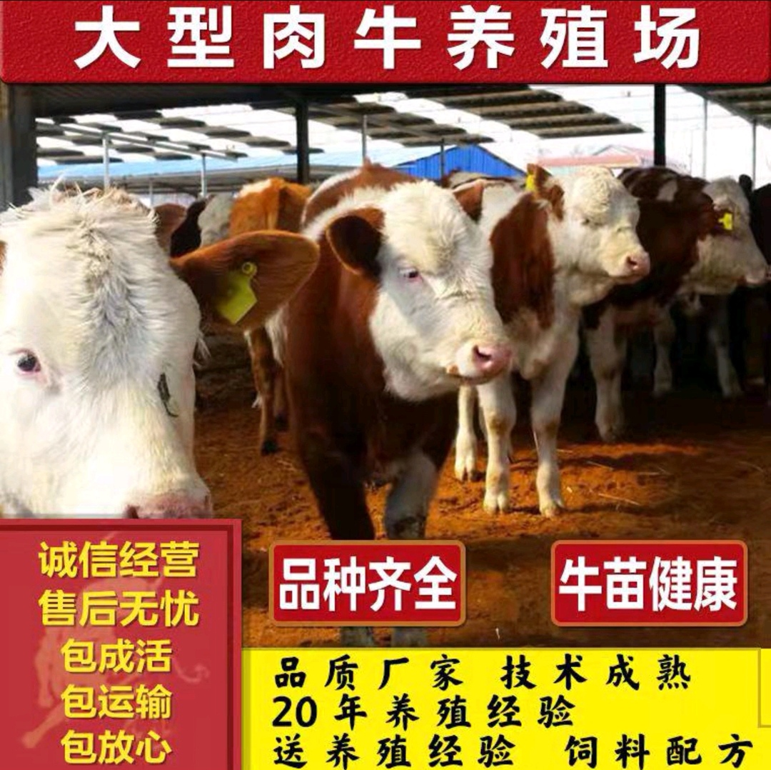 郓城县西门塔尔牛犊 买十送一 精品小牛犊批发 基地直销 免费送货