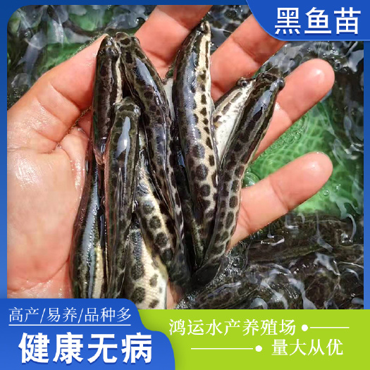 东莞市 杂交黑鱼苗 生鱼苗 乌鳢苗 产地直销 提供技术指导