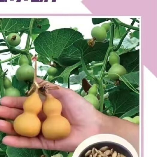 手捻葫芦种子  天然手捻大中小葫芦种子美国葫芦籽阳台观赏葫芦