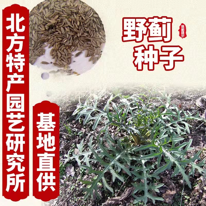 通化县出售当年新采摘野蓟种子，东北老牛锉种子免费提供种子种植资料