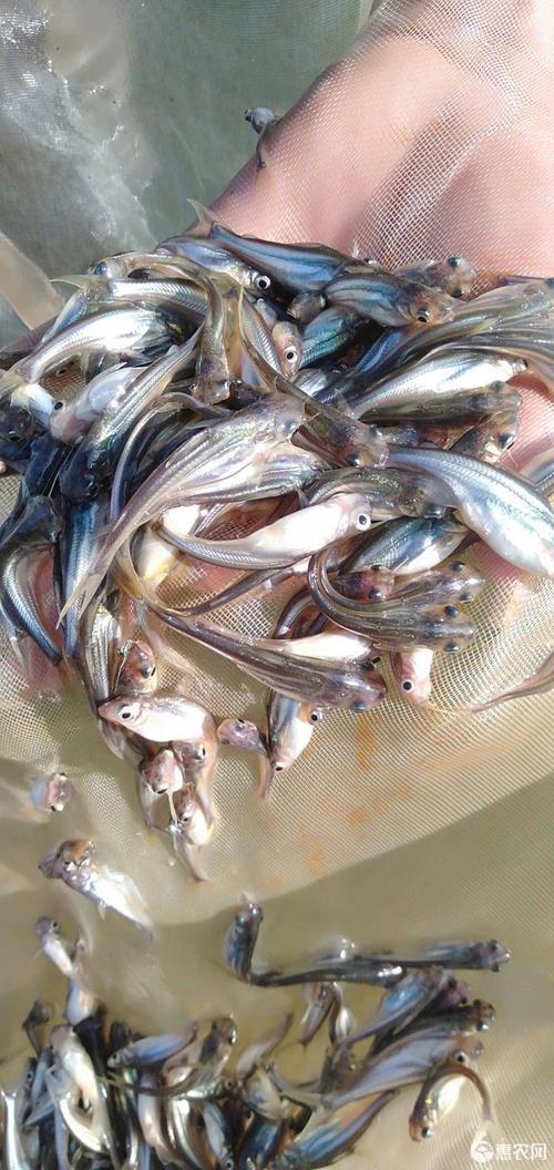 巴沙鱼苗淡水沙鱼苗生长快抵抗力强养殖密度高 渔场直供 巴沙鱼苗淡水沙鱼苗生长快抵抗力强养殖密度高 渔场直供