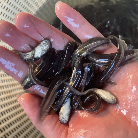 大口鲶鱼苗 杂交大口鲶鱼苗 南方大口鲶鱼苗生长快苗场直供