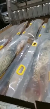 微山县黑鲫鱼 各种天然原生鱼