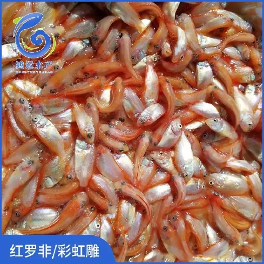 东莞市红罗非鱼苗 彩虹雕鱼苗 健康快大成活好