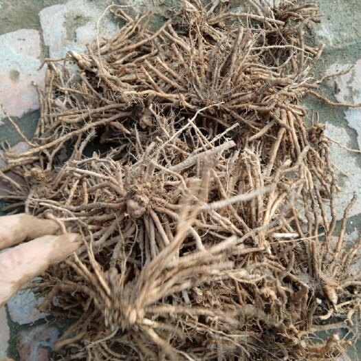 单县芦笋根  芦笋苗两年大苗