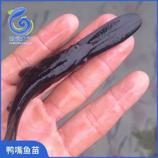 东莞市 鸭嘴鱼苗 鸭嘴鲟鱼苗