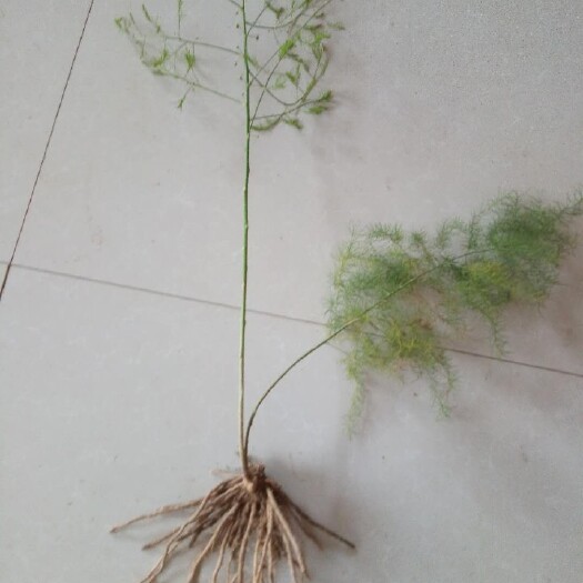 单县芦笋根  芦笋苗两年大苗