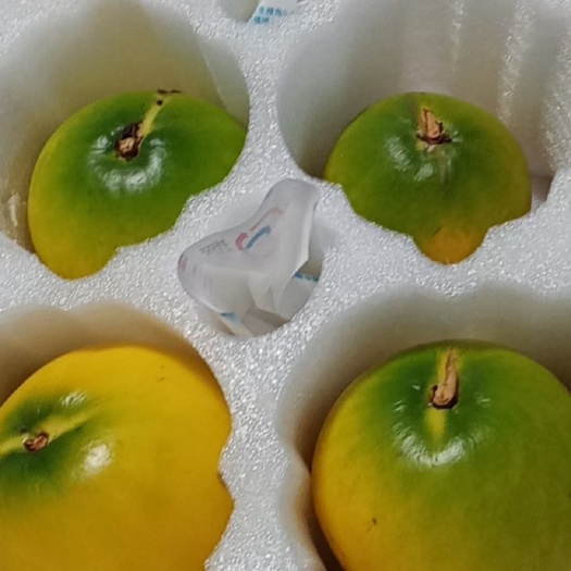 博罗县黄晶果苗，