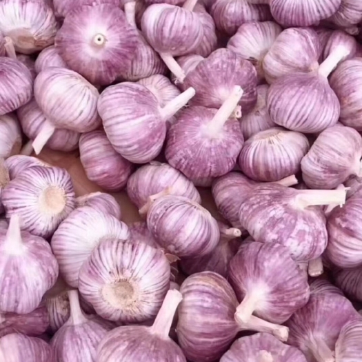 中牟县紫皮蒜   大蒜