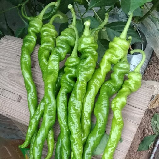 西昌市 高品质螺丝椒