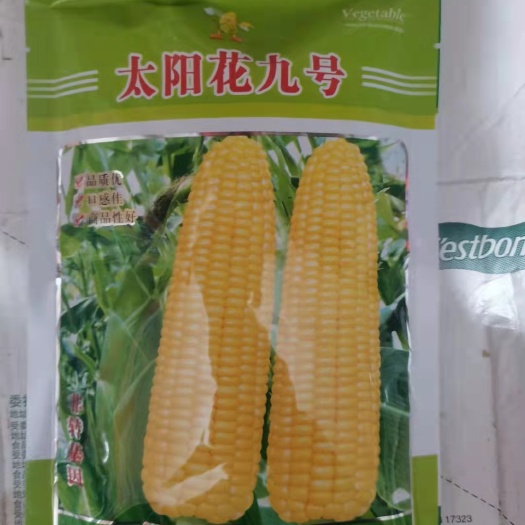 横州市甜玉米种子 常规种 中熟 华南 黄色 预包装