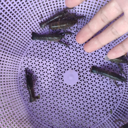 澳洲淡水龙虾苗快大自产自销蓝龙虾苗品种全国发货