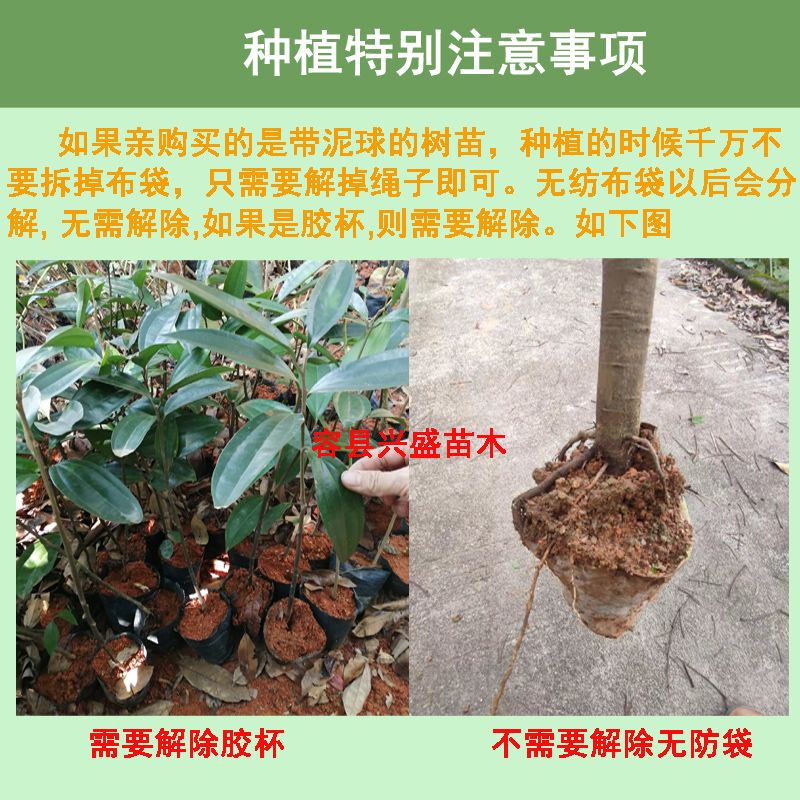 香水柠檬苗 正宗四季无核香水柠檬树苗嫁接苗果子奶茶店使用品种