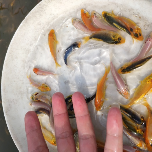 清远锦鲤鱼苗 日本锦鲤苗 精品锦鲤苗 三色锦鲤苗，昭和