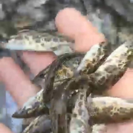 斑鳜鱼苗，纯种斑桂鱼苗，虎纹斑桂杂交斑鳜鱼苗