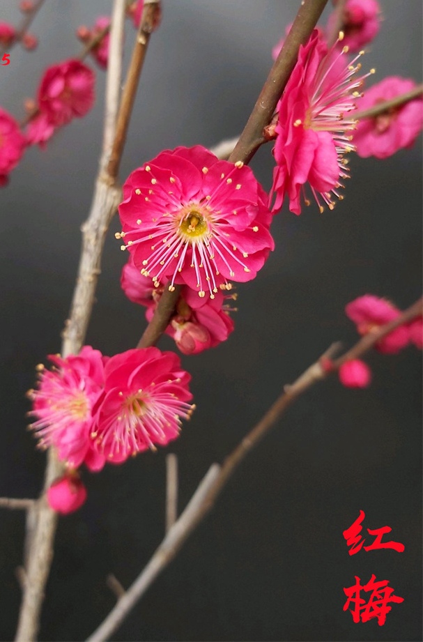  梅花树苗红梅原生骨里红地栽腊梅树桩梅花苗庭院盆栽耐寒