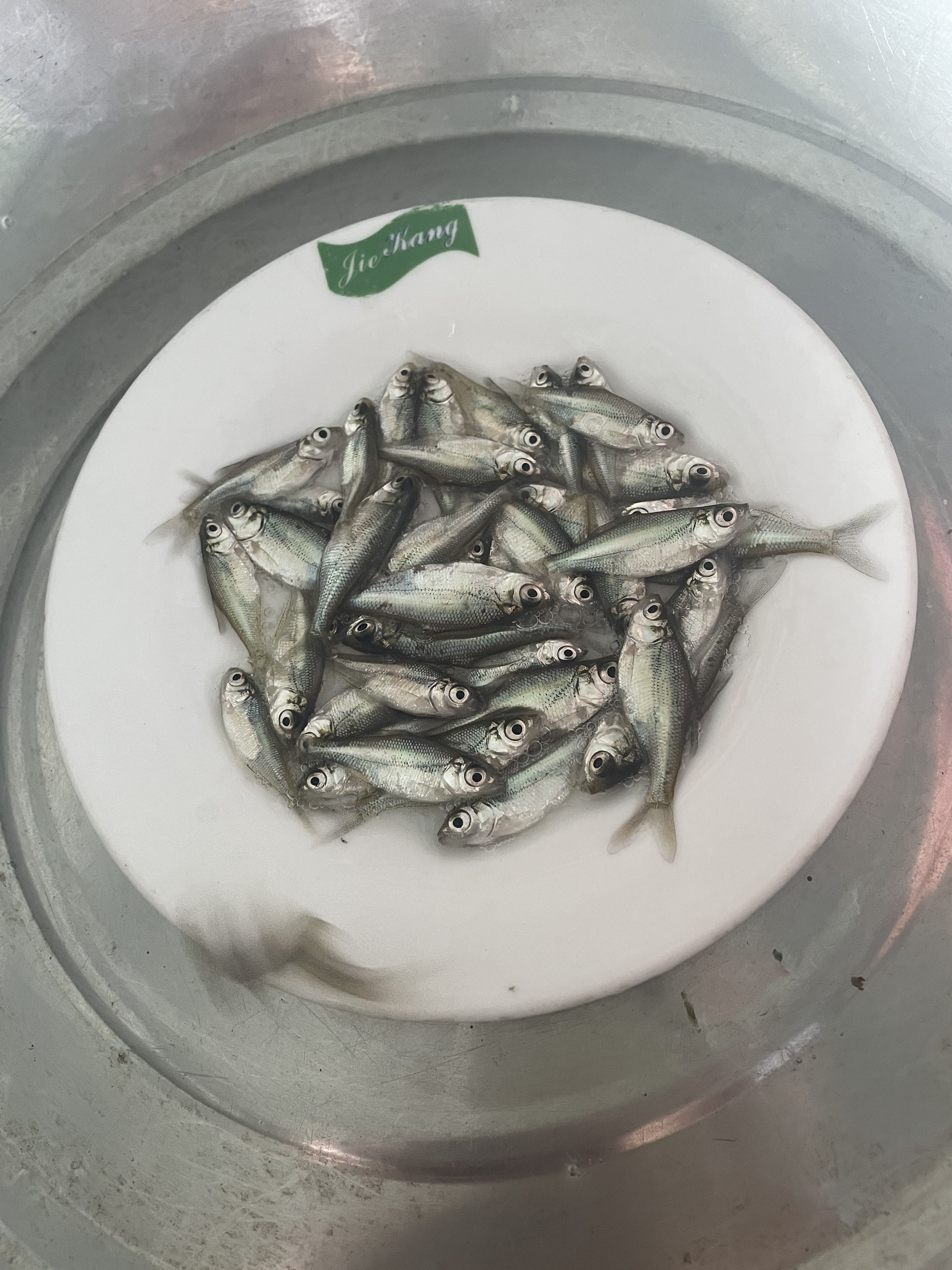 包邮鳊鱼苗武昌鱼苗三角鲂鱼苗广东鲂鱼苗自产自销