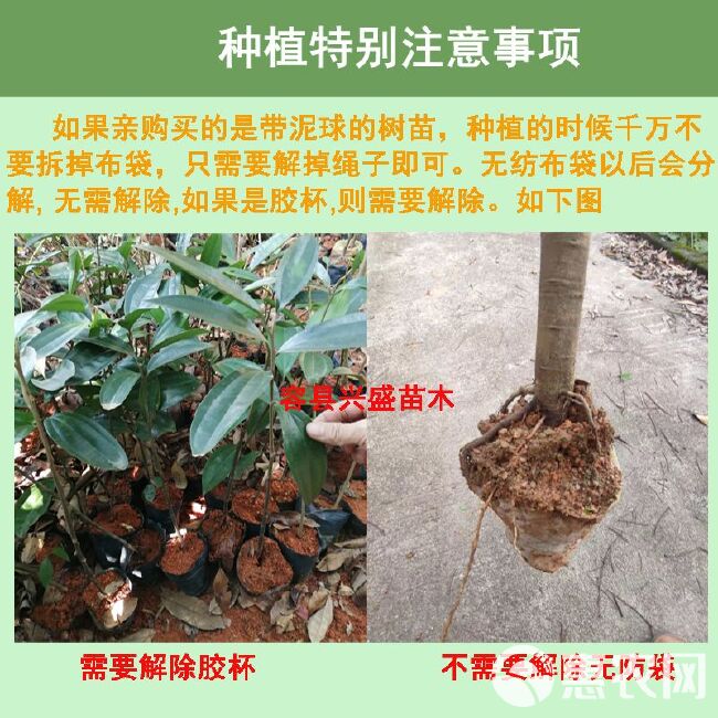 仙进奉荔枝苗 增城先进奉荔枝树苗嫁接苗带泥带叶子发的