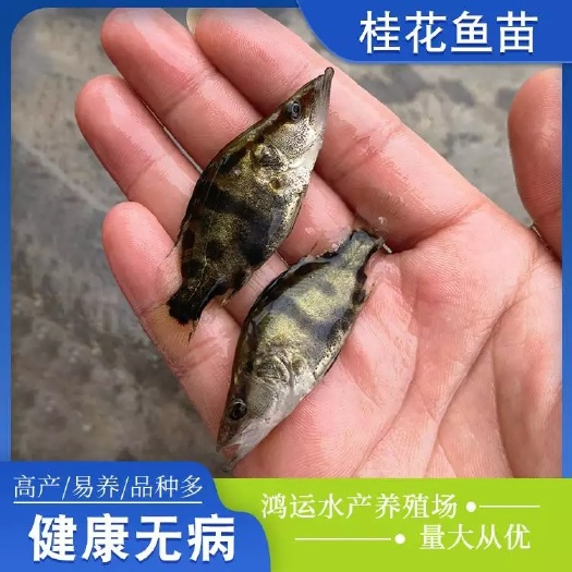 东莞市桂鱼苗 优质鳜鱼苗 桂花鱼苗 翘嘴鳜鱼苗