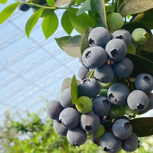辽宁丹东大果蓝莓，产地直发，新鲜，顺风包邮