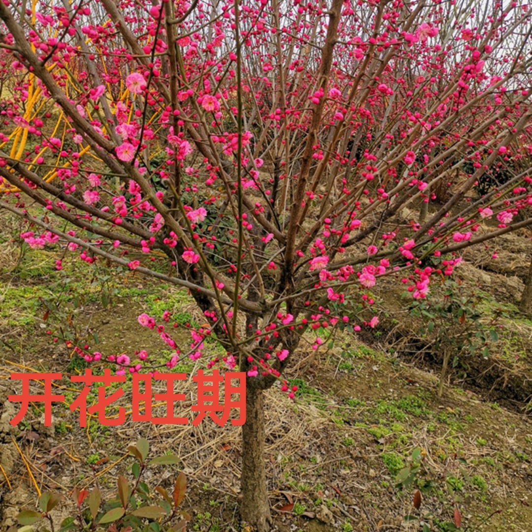  梅花树苗红梅原生骨里红地栽腊梅树桩梅花苗庭院盆栽耐寒