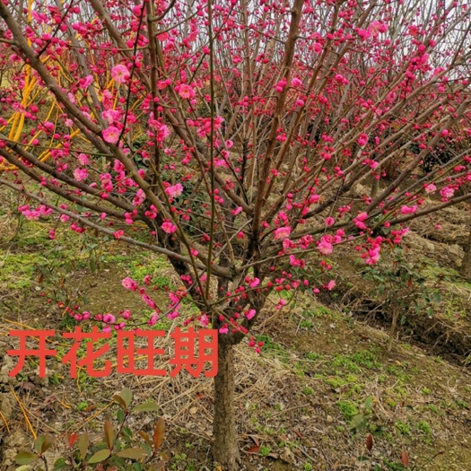 沭阳县 梅花树苗红梅原生骨里红地栽腊梅树桩梅花苗庭院盆栽耐寒