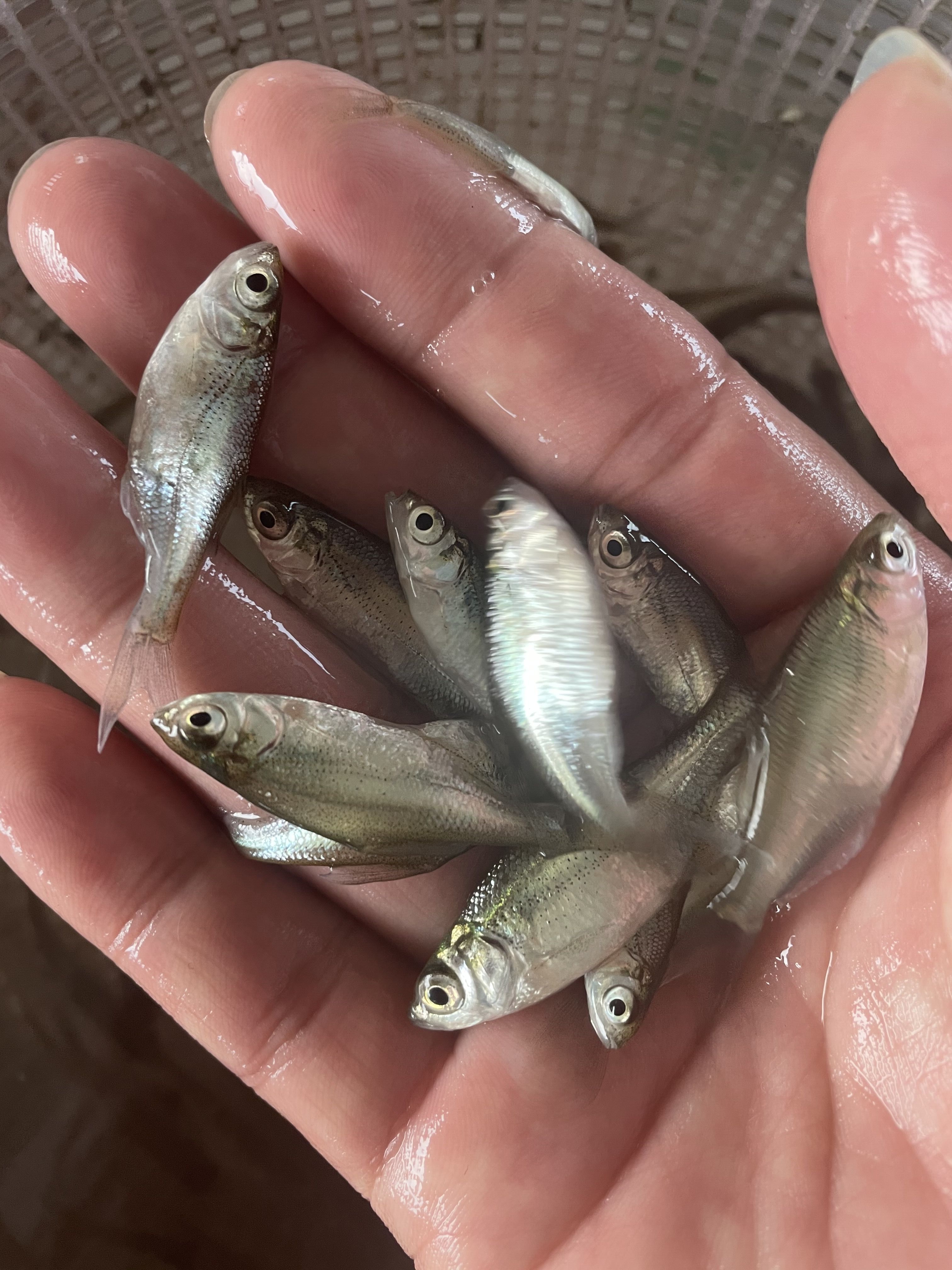 包邮鳊鱼苗武昌鱼苗三角鲂鱼苗广东鲂鱼苗自产自销