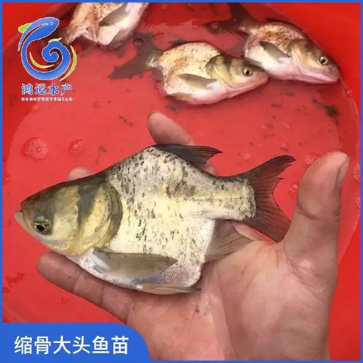 东莞市 缩骨大头鱼苗 缩骨花鲢鱼苗 仙骨鳙鱼苗 现货供应