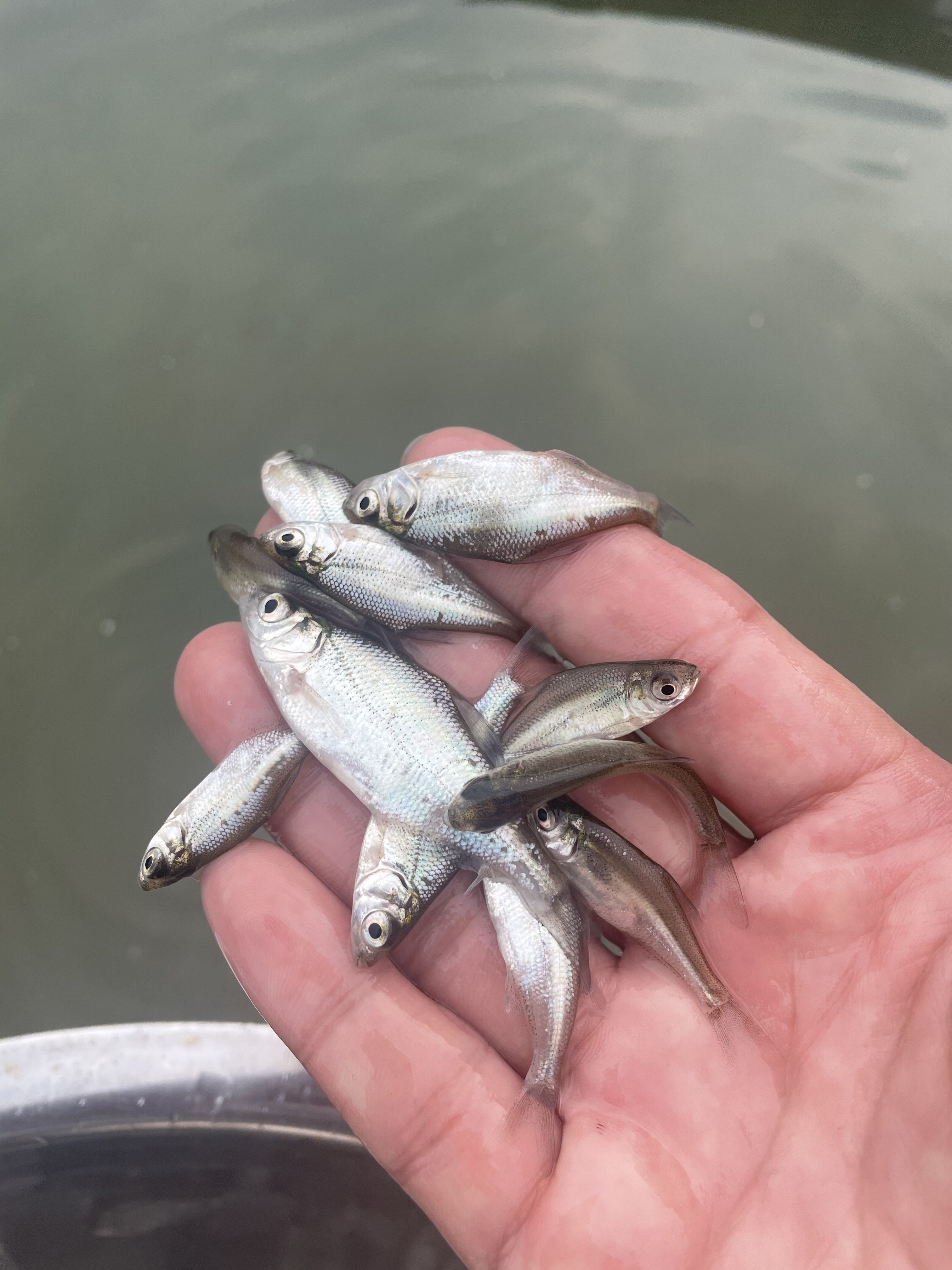 包邮鳊鱼苗武昌鱼苗三角鲂鱼苗广东鲂鱼苗自产自销